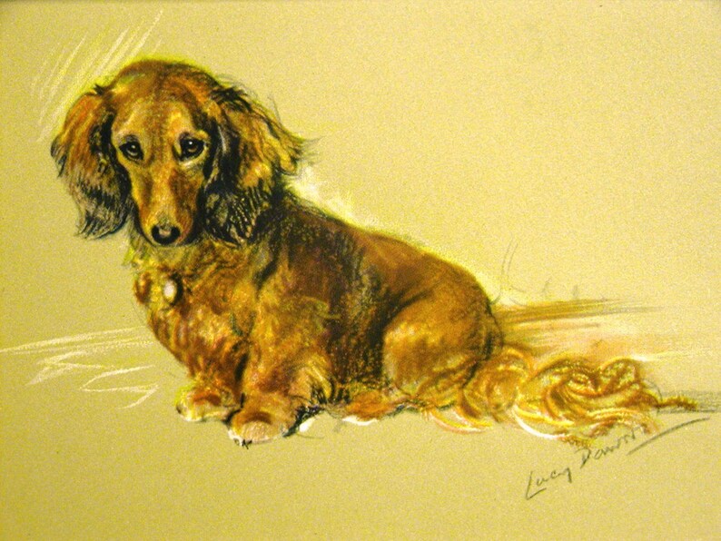 Lucy Dawson Print 1946 Beautiful Red Long Haired Dachshund Etsy
