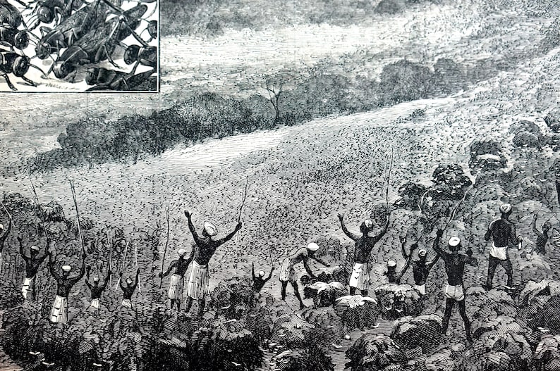 India 1878 DRIVING LOCUST Locusts from FIELD Insects Grasshoppers Antique Engraving Print Professionally Matted Wall Art Ready to Frame