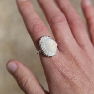 Eco Sterling Silver White Ark Shell Statement Ring – Bold Beach Jewellery, Coastal Ring, Ocean Inspired Shell Ring, Handmade Sea Gift