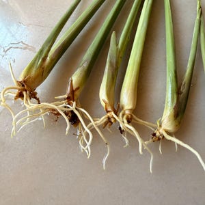 May include: Five stalks of lemongrass with pale green, fibrous stems and exposed white root systems. The stalks are arranged in a fan-like pattern, showing the base of the plants with visible root hairs extending from the bottom of each stem.