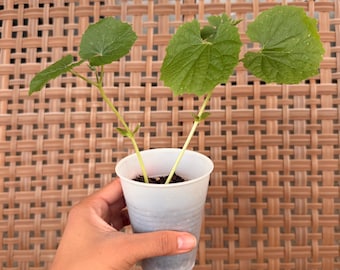 South Asian Bitter Melon Seedling | Live Ampalaya Plant | Karela Vegetable Starter | Healthy Rooted Seedling | Garden Ready Plant