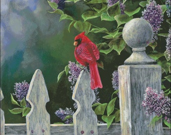 May include: A red cardinal perched on a white picket fence with purple lilac flowers in bloom.