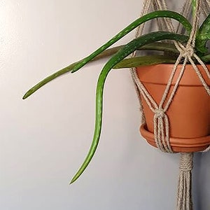 May include: A hanging plant holder made of natural fibre rope with a terracotta pot and a green succulent plant.