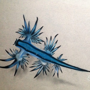 Glaucus Atlanticus Nudibranch Blue Sea Slug Unframed Soft Pastel Drawing