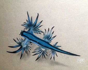 Glaucus Atlanticus Nudibranch Blue Sea Slug Unframed Soft Pastel Drawing