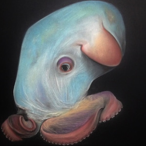 Dumbo Octopus Rare Deep Sea Creature Unframed Soft Pastel Drawing