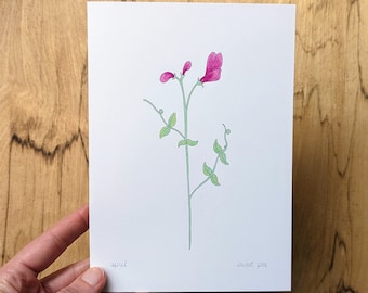 April Birth Flower Print: Sweet Pea Art (5x7 Glossy Card Stock)