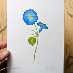 September Birth Month Flower Art Print, Morning Glory Illustration Art Print, Glossy Card Stock 5&quot;x7&quot;