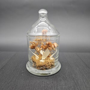 May include: A clear glass cloche with a lid, containing dried flowers and moss. The cloche is sitting on a dark wooden surface.