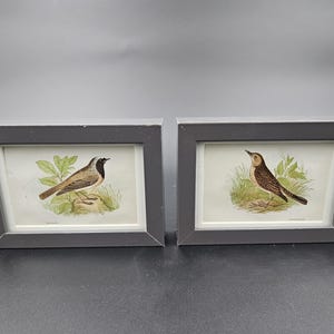 Pair of Framed Bird Prints - New Frames - Old Prints