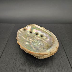 May include: A large, iridescent abalone shell with a natural, rough exterior. The shell has five holes drilled into the interior, creating a unique and decorative piece.
