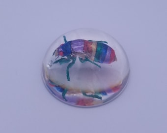 REAL Rainbow PRIDE Brood X Periodical Cicada Nymph in Resin