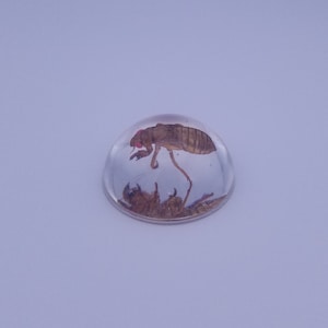 May include: A clear resin paperweight containing a preserved insect. The insect is brown and has long legs.