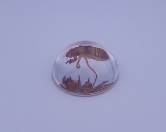 REAL Brood X Periodical Cicada Nymph Preserved in Resin