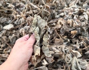 Dried dead kudzu leaves for isopods 1 gallon