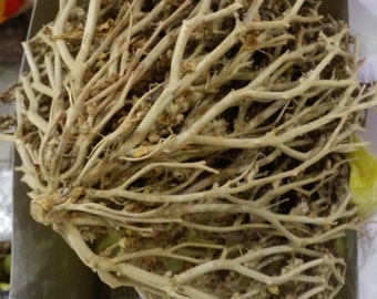 Mary’s Rose ,Judea desert Dead sea real Rose of Jericho exclusive original plant of resurrection