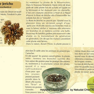 La Rose de Jericho originaire du desert en Israel Mere Morte, real Rose of Jericho exclusive original plant of resurrection