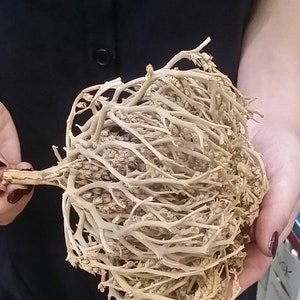 Large Mary’s Rose ,Judea desert Dead sea real Rose of Jericho exclusive original plant of resurrection