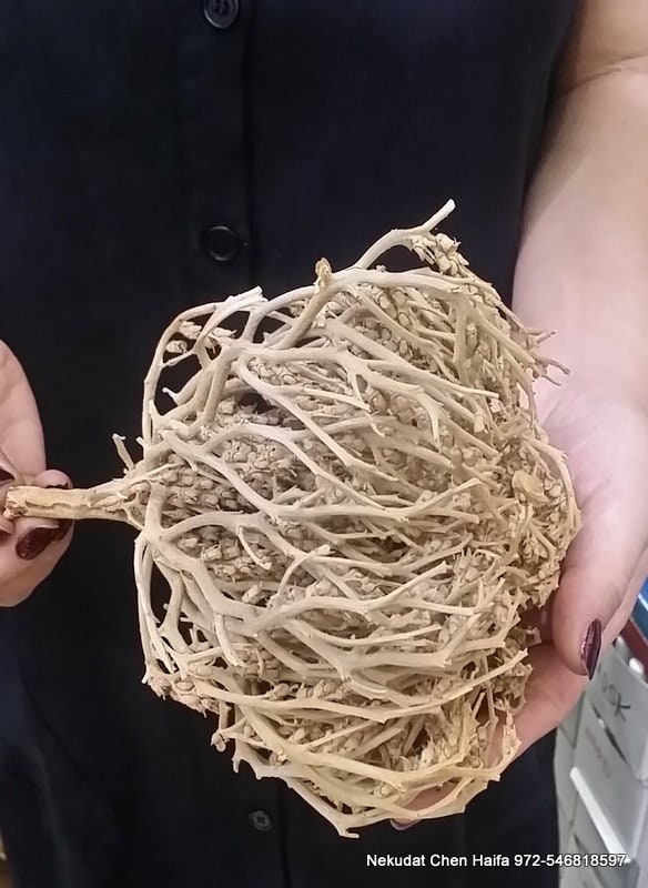 Original Real Rose Of Jericho – Blessed & Exclusive – Judea Desert Dead Sea Area