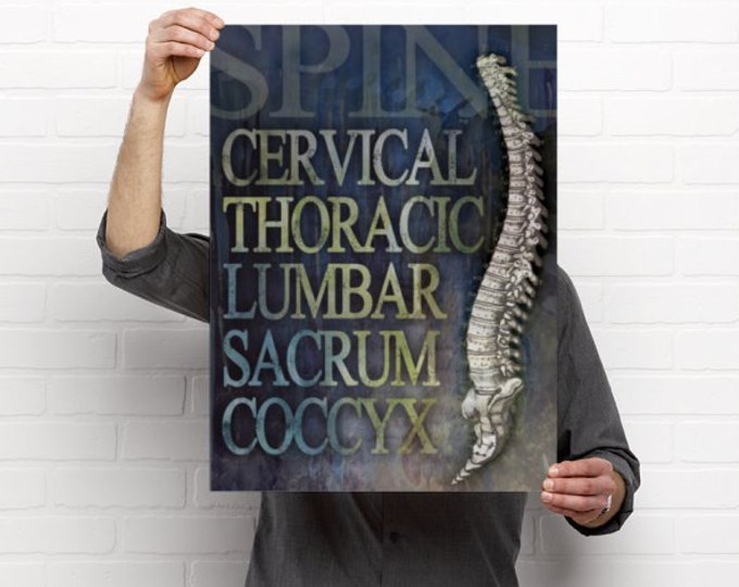 Featured listing image: Parts of the Spine Medical Chiropractic Artwork