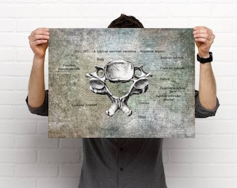 Vertebra Chiropractic Anatomy Artwork