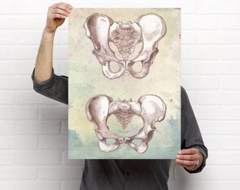 Artistic Watercolor Male and Female Pelvis