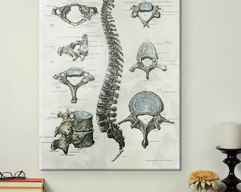 Vintage Chiropractic Art Medical Anatomy Print-