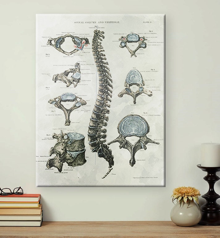 Vintage Chiropractic Art Medical Anatomy Print