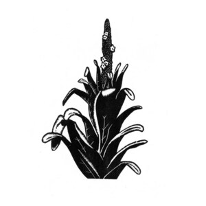 Great Mullein Woodcut Print