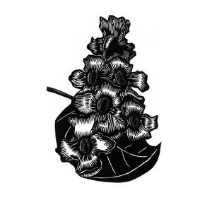 Southern Catalpa Woodcut Print