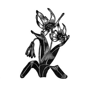 Trout Lily Woodcut Print