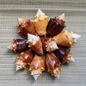 May include: A collection of nine seashells arranged in a starburst pattern. The shells are a mix of brown, tan, and white with intricate patterns and textures.