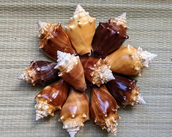 Florida Fighting Conchs, Seashells, 2pcs