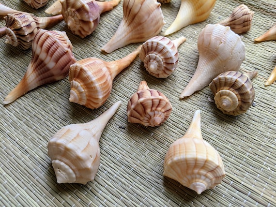 Lightning Whelk Shell individual Shell, Florida Seashells, Bulk Seashells 