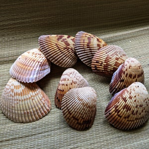 Giant Atlantic Cockle Shell