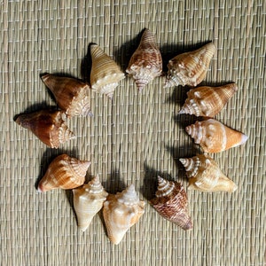 May include: A collection of 12 seashells arranged in a circle on a woven straw mat. The shells are a variety of colors and patterns, including brown, white, and orange.