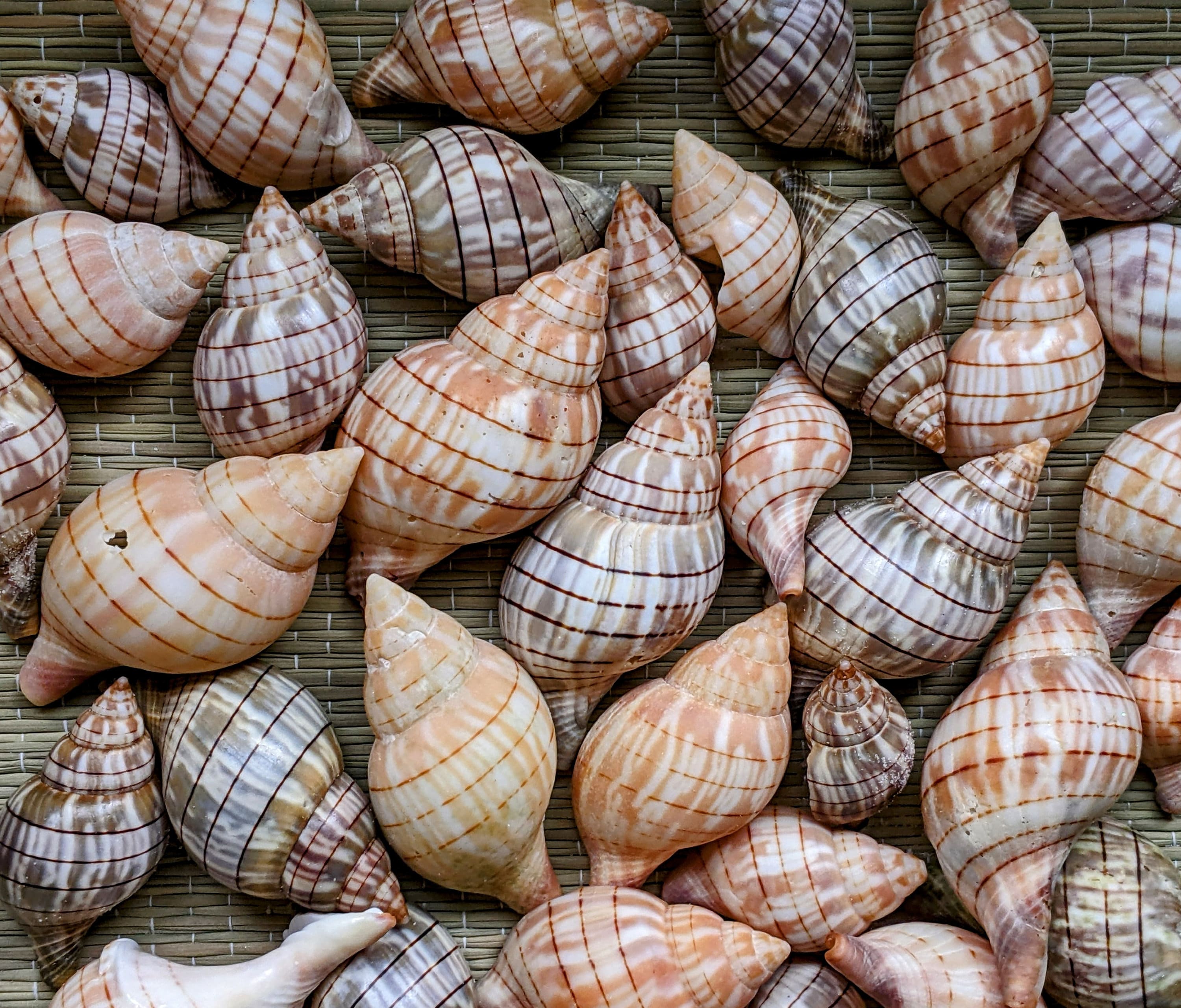 Banded Tulip Shells 2 Pcs Florida Seashells Bulk Seashells - Etsy