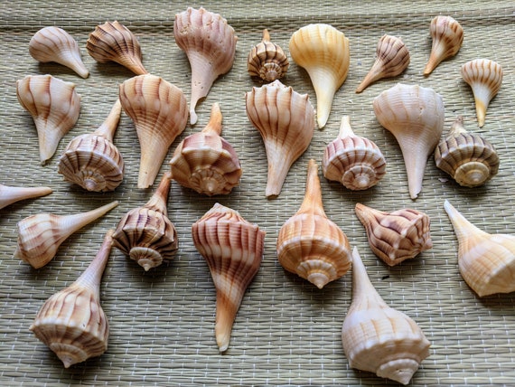 Lightning Whelk Shell individual Shell, Florida Seashells, Bulk