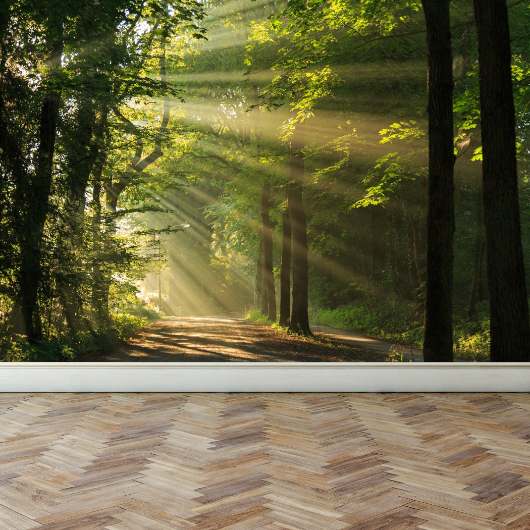 Wall Mural Shining Through the Forest Trees Peel and Stick Etsy Australia
