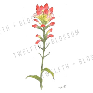 Digital Download Indian Paintbrush (Castilleja Coccinea) Wildflower Watercolor Print