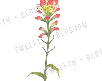 Digital Download Indian Paintbrush (Castilleja Coccinea) Wildflower Watercolor Print