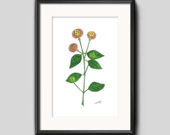 Lantana (Lantana camara) Wildflower Watercolor Print