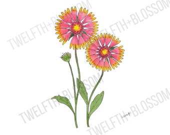 Digital Download Indian Blanket Wildflower Watercolor Print, Download Texas Art
