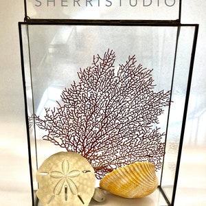 May include: A glass box with a black frame contains a red sea fan, a sand dollar, and a seashell. The top of the box has a sign that reads "SHERRISTUDIO".