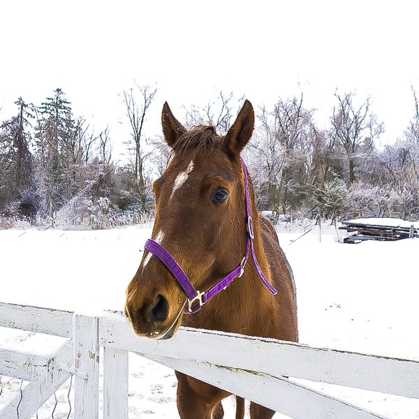 Horse with no name