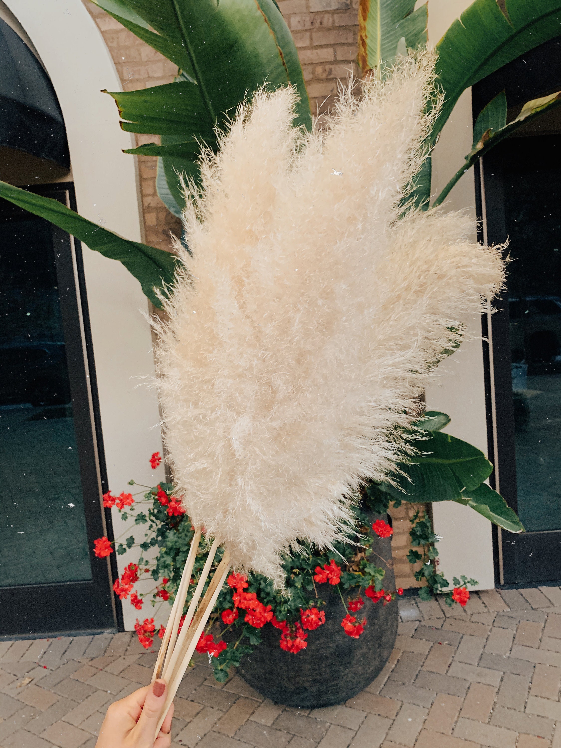 QUALITY PAMPAS GRASS Fluffy Dried arrangement, Natural Tan and Cream …