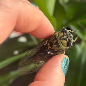 May include: A cicada insect with a dark brown and green patterned thorax and translucent, veined wings. The insect features prominent black eyes on the sides of its head and a segmented body structure, displaying natural coloration and textures.