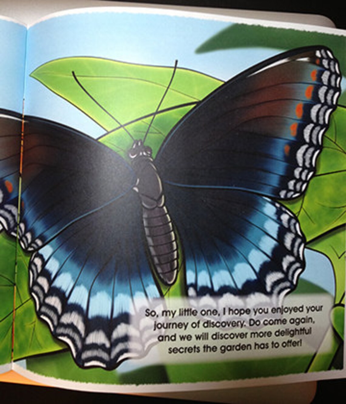 Red Spotted Purple Butterfly Book for Young and Older Etsy