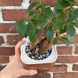 Lechuza Pon - Etsy
