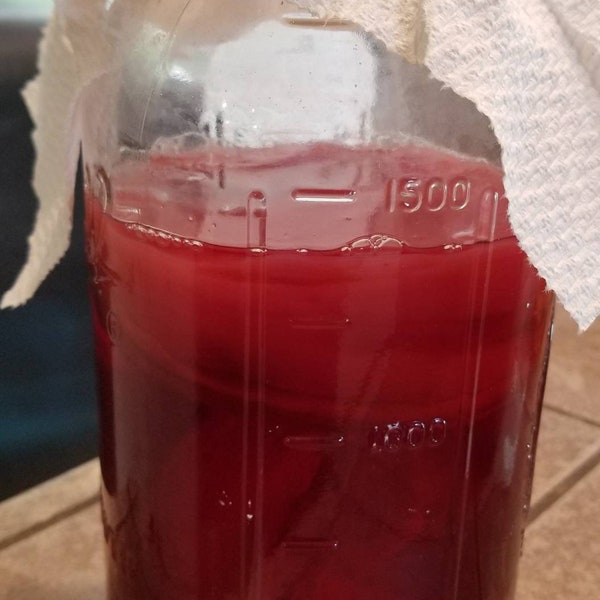 1 GaLLON Hibiscus Kombucha SCOBY Brewing Kit With Strong Starter Tea + Fermenting Instructions Mushroom Mother Heirloom Culture